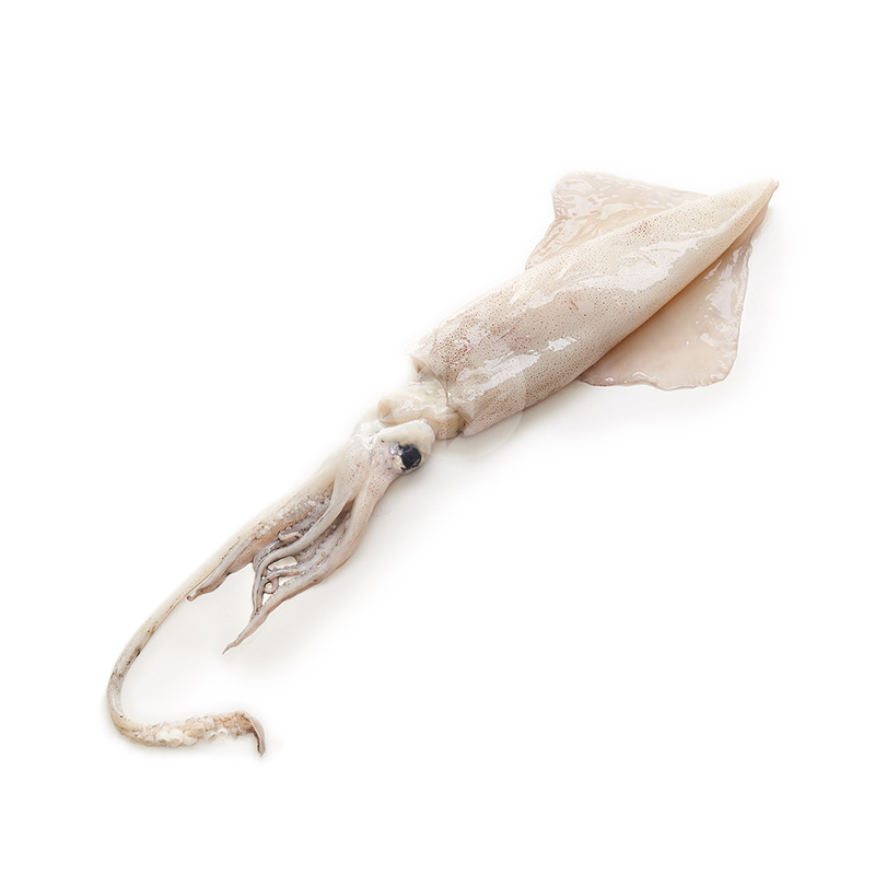 CALAMAR FRESCO (300/500 gr/p) 3kg/ca