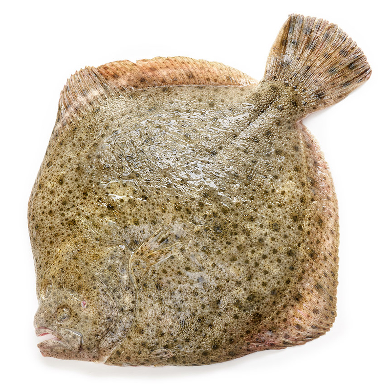 TURBOT VIVER RACIÓ (400-600g) 3kg/ca Aprox.