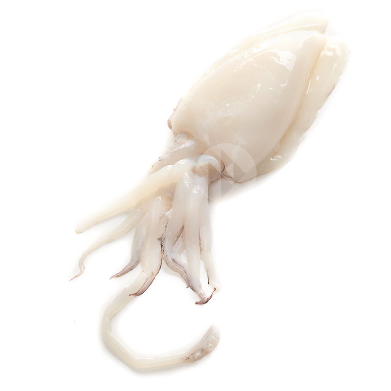 SÍPIA NETA MITJANA (2-4p/kg) 3kg/ca RF