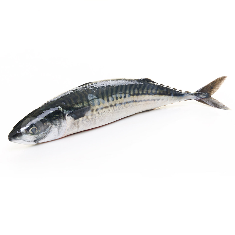 CABALLA 2-4  un/kg. c/6kg.