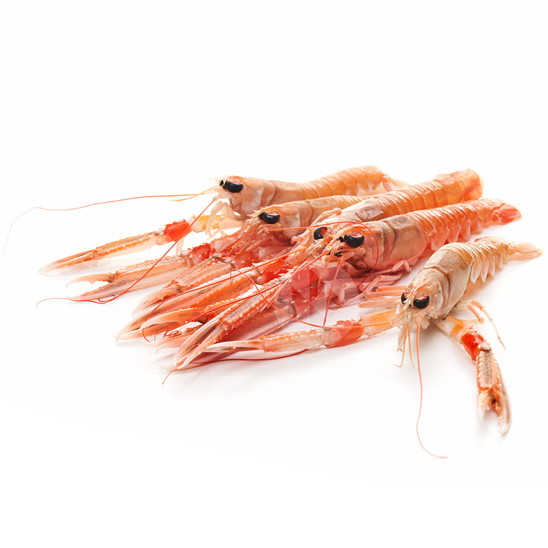 CIGALA PEQUEÑA VIVA 31/40 un