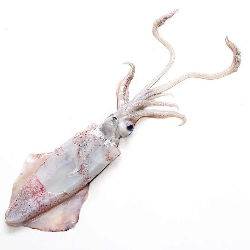 CALAMAR FRESCO PEQUEÑO (100-300gr/un) 3kg/ca