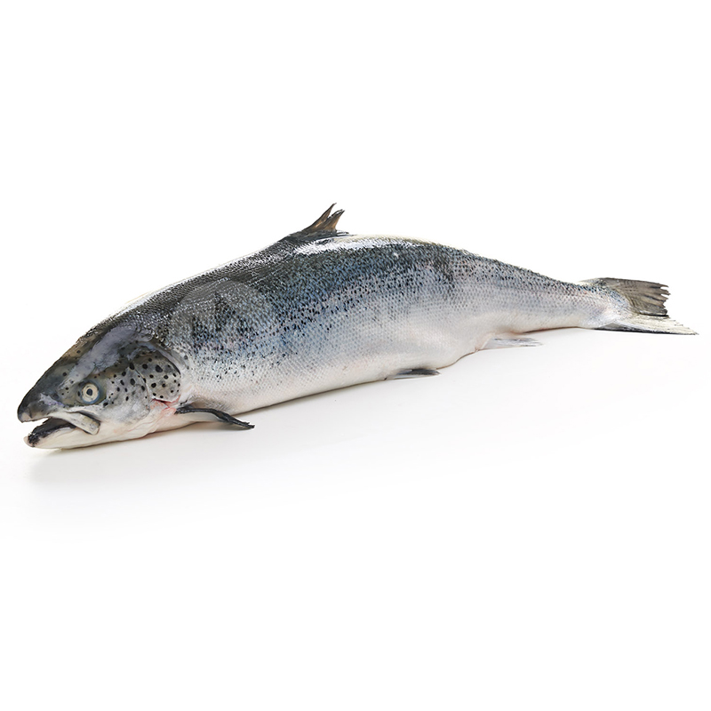 SALMÓN 2-3 Kg/un ENTERO