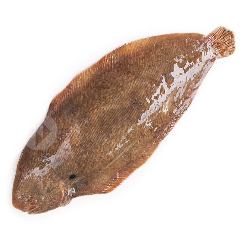LENGUADO MEDIANO OC. ATLÁNTICO (200-300g) 4kg/ca