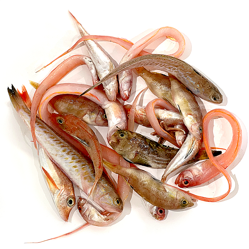 MORRALLA PARA SOPA DEL MEDITERRÁNEO, PESCADO PEQUEÑO