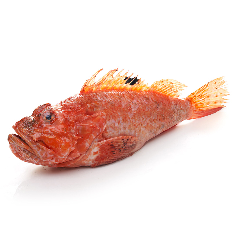 ESCÒRPORA (1-3 kg peça)