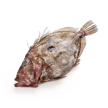 GALLO DE SAN PEDRO (1-3 kg pieza)