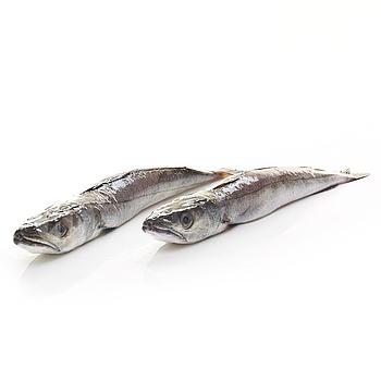 PESCADILLA DEL NORTE (4-6 piezas kilo)