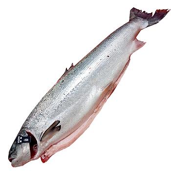 SALMÓN ENTERO 5-6 KG PIEZA ESPECIAL SELECCIÓN