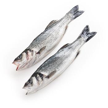 LUBINA DE VIVERO (300-400 g pieza)